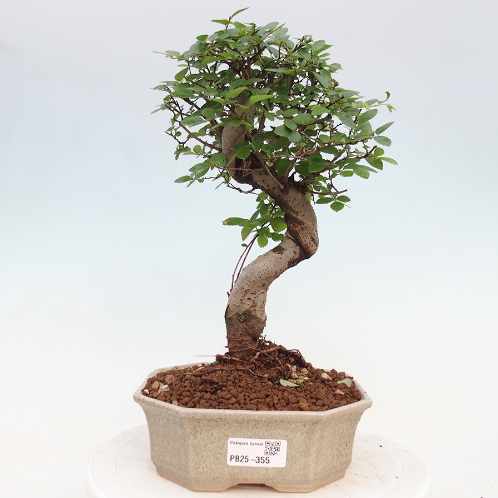 Zimmerbonsai - Ulmus parvifolia - Kleinblättrige Ulme