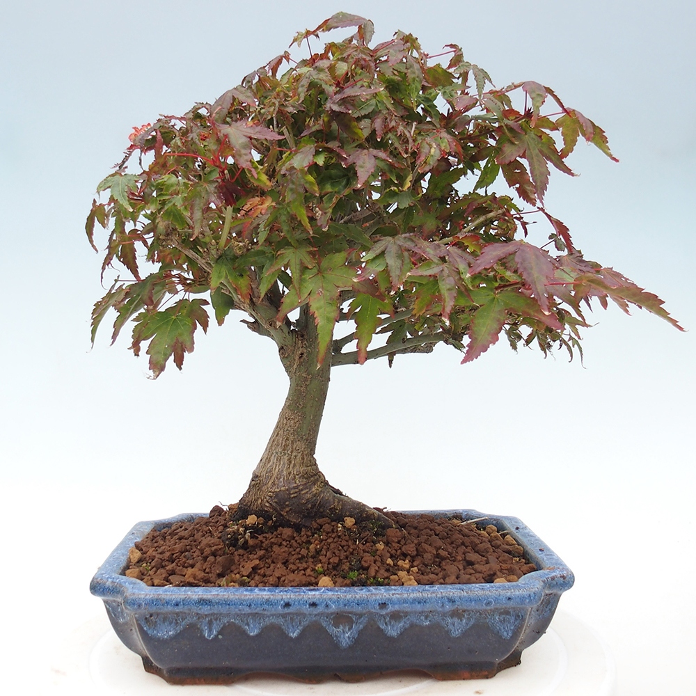 Acer palmatum KIOHIME - Palmetto-Ahorn