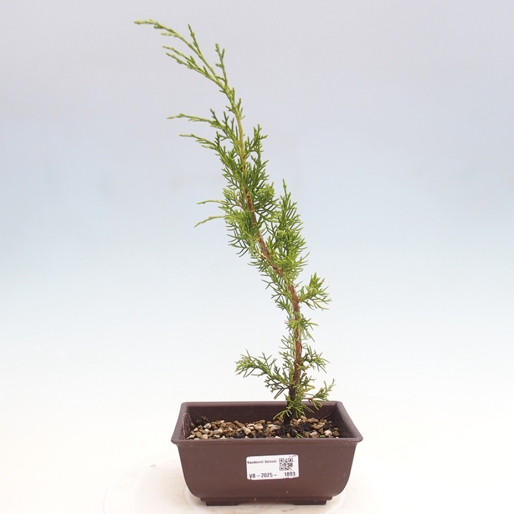 Outdoor bonsai - Juniperus chinensis Itoigawa - Chinese juniper