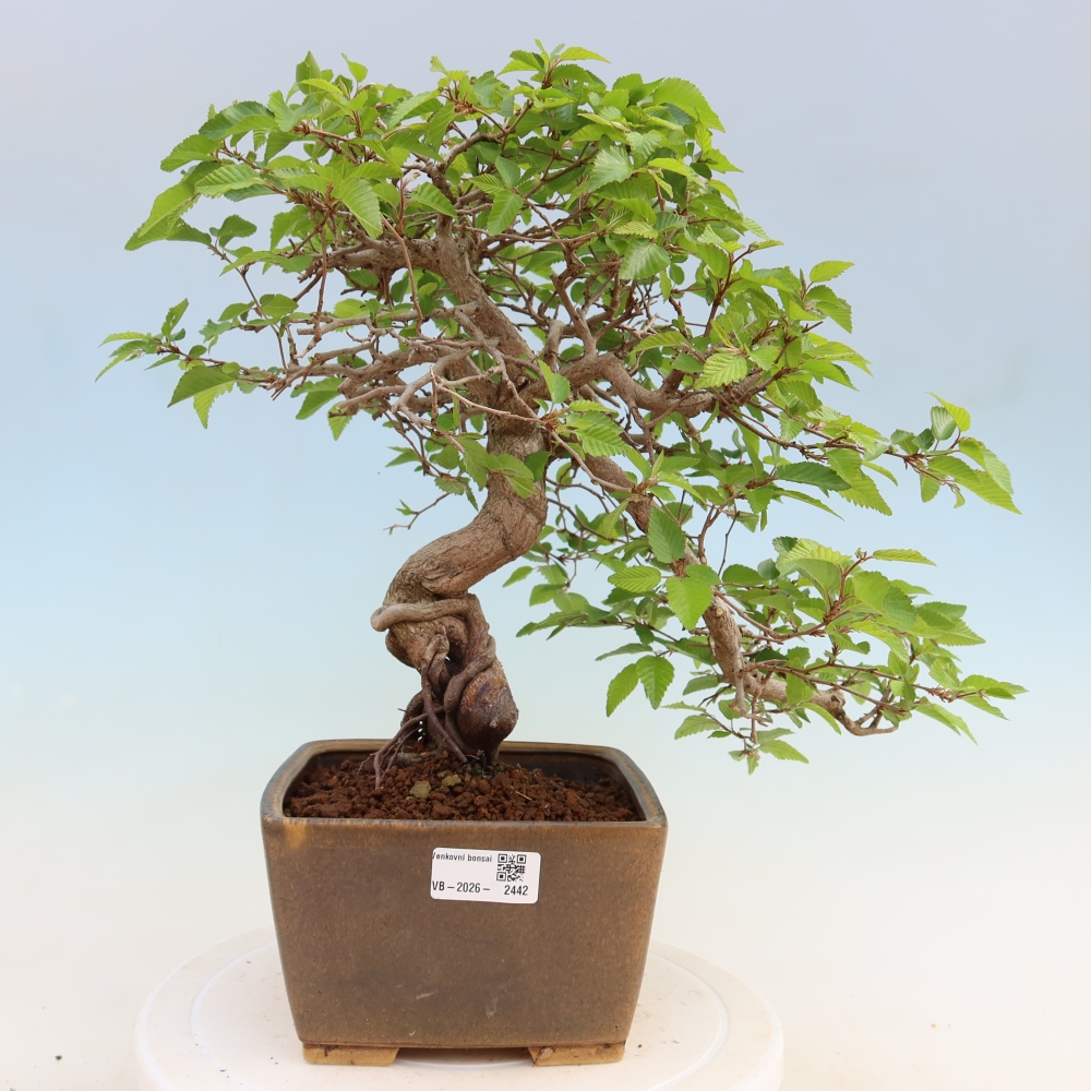Bonsai für draußen - Karpinus Coreana - Koreanische Hainbuche