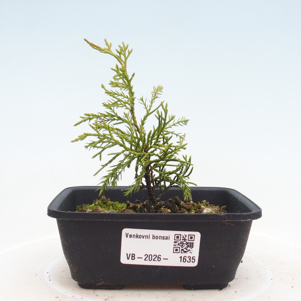 Bonsai für draußen - Juniperus chinensis Itoigawa