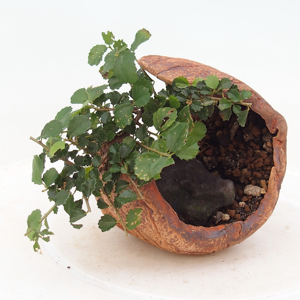 Zimmerbonsai - Grewia sp. - Grewia malafolia