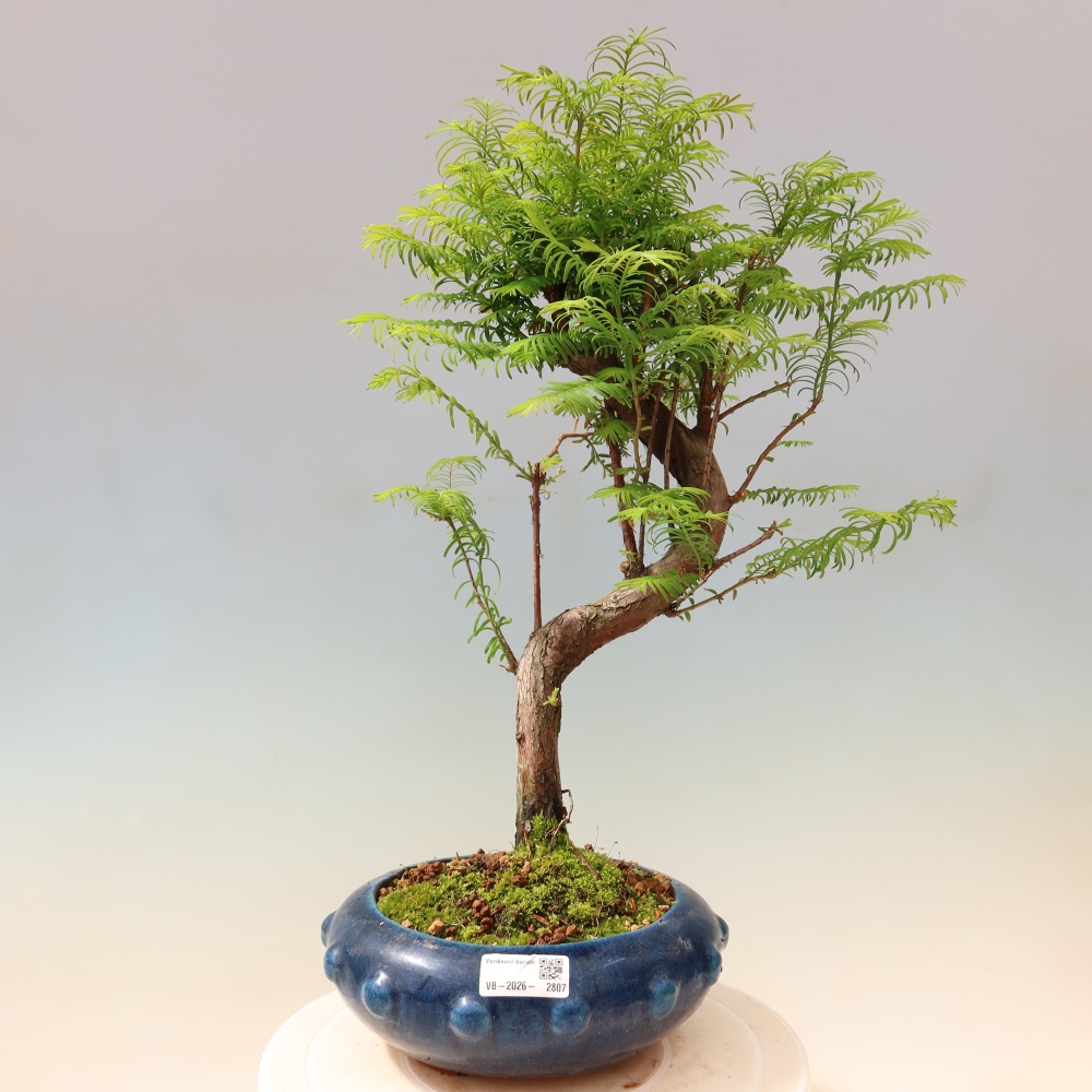 Bonsai für draußen - Metasequoia glyptostroboides - Chinesische Metasequoia