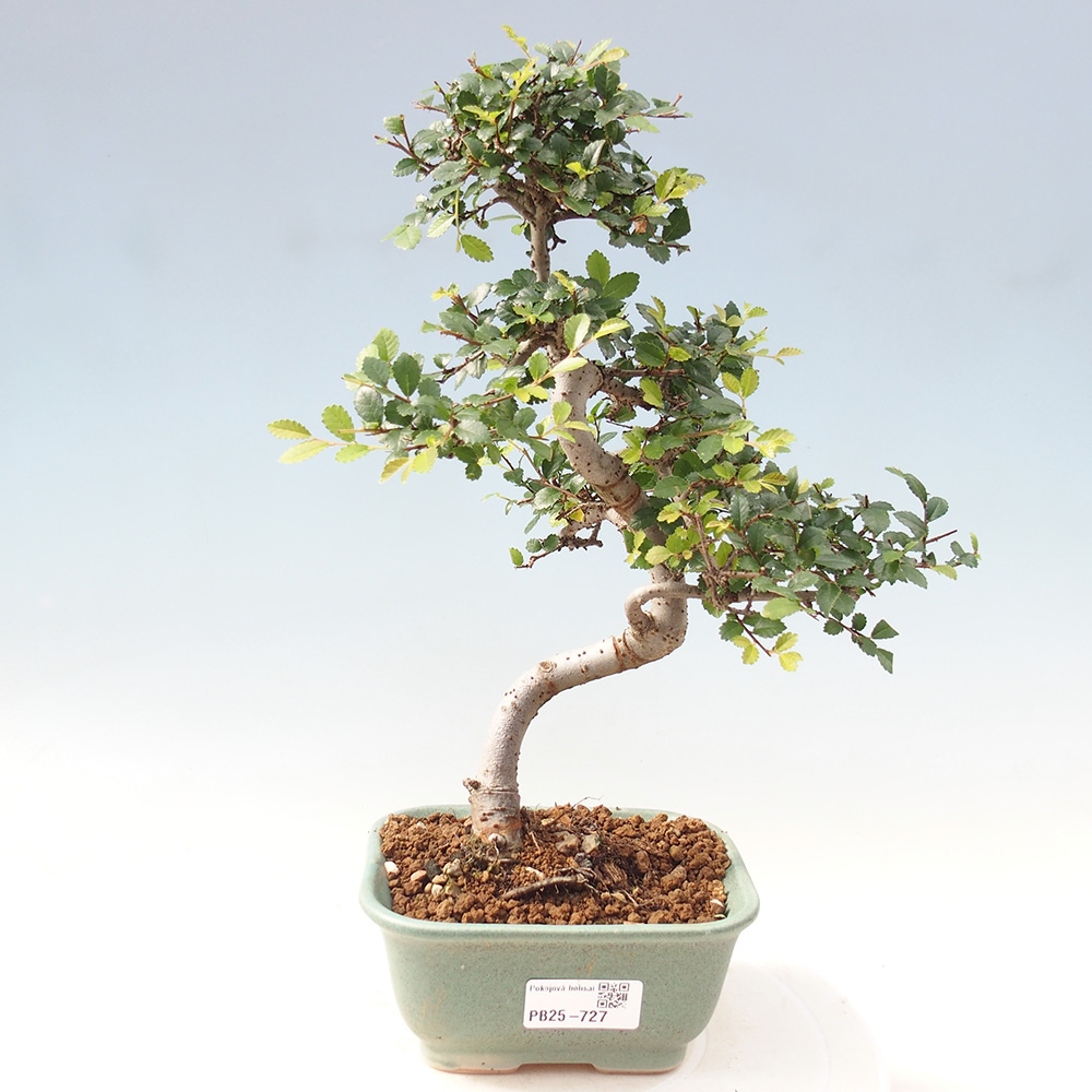 Zimmer Malolistý Ulme Bonsai