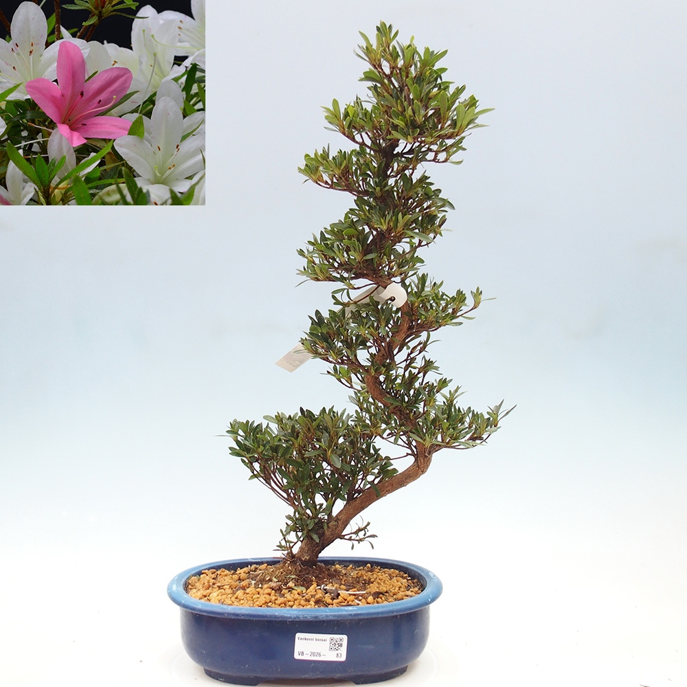 Bonsai für draußen - Japanische Azalee - Azalea Hakurin