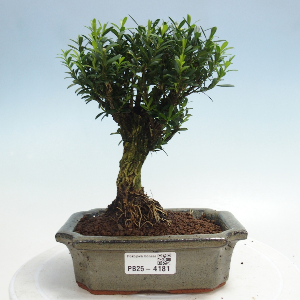 Zimmer Bonsai - Buxus harlandii - Korkbuxus