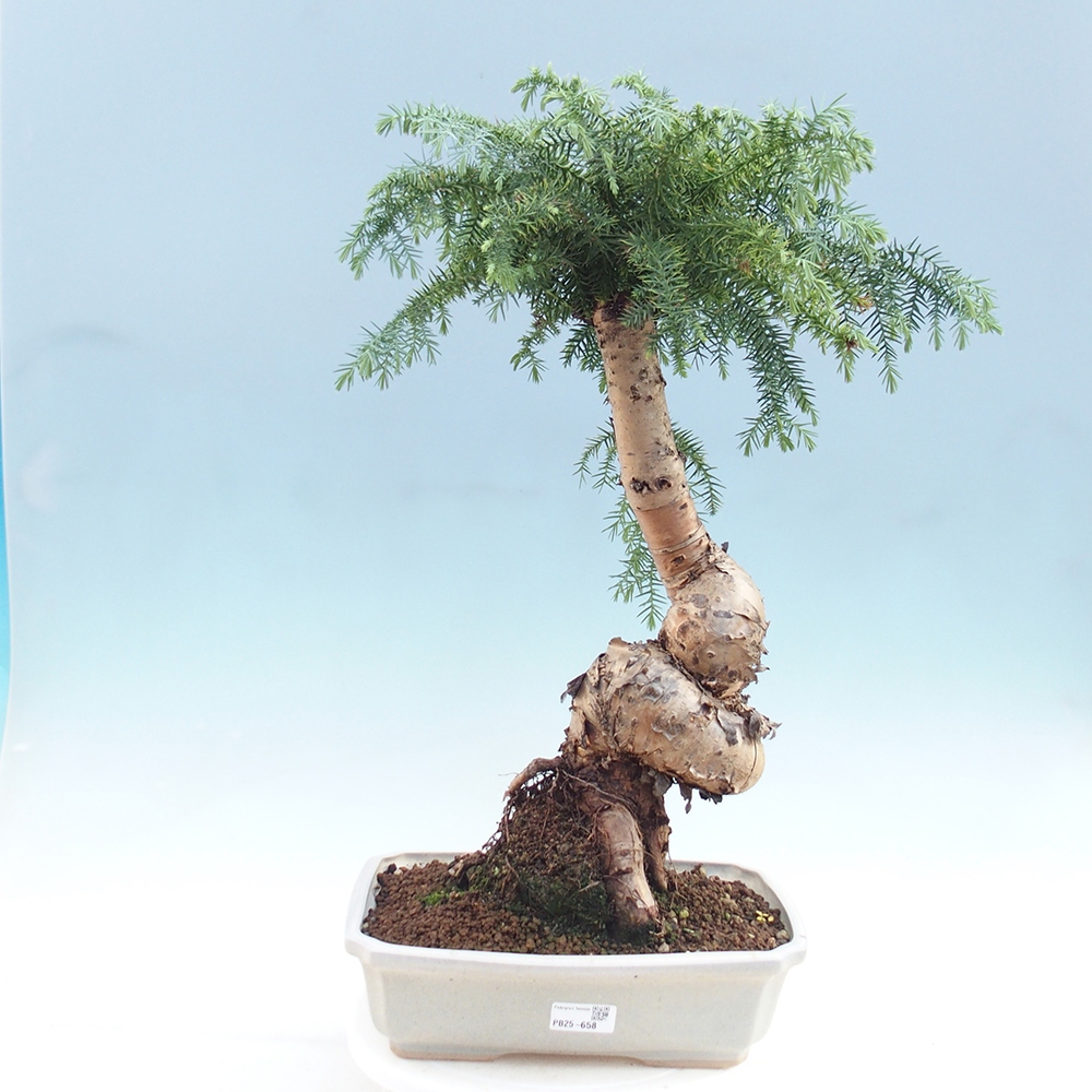 Zimmer Bonsai - Araukarie - Zimmer Fichte