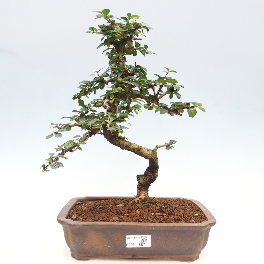 Zimmer-Bonsai - Carmona macrophylla - Tee-Fuki