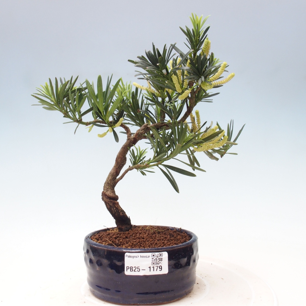 Indoor-Bonsai - Podocarpus - Stein tausend