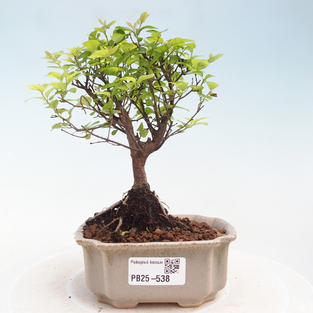 Innenbonsai - Sagerécie Thea - Sagerécie Thea