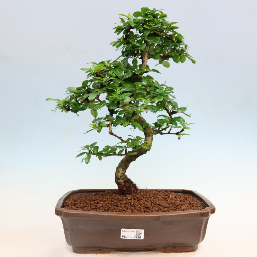 Zimmer-Bonsai - Carmona macrophylla - Tee-Fuki
