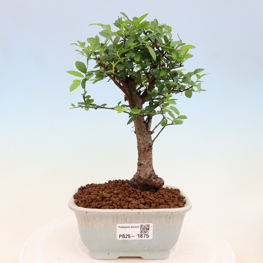 Zimmerbonsai - Ulmus parvifolia - Kleinblättrige Ulme