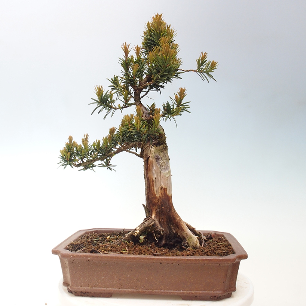 Bonsai im Freien - Taxus cuspidata - Japanische Eibe