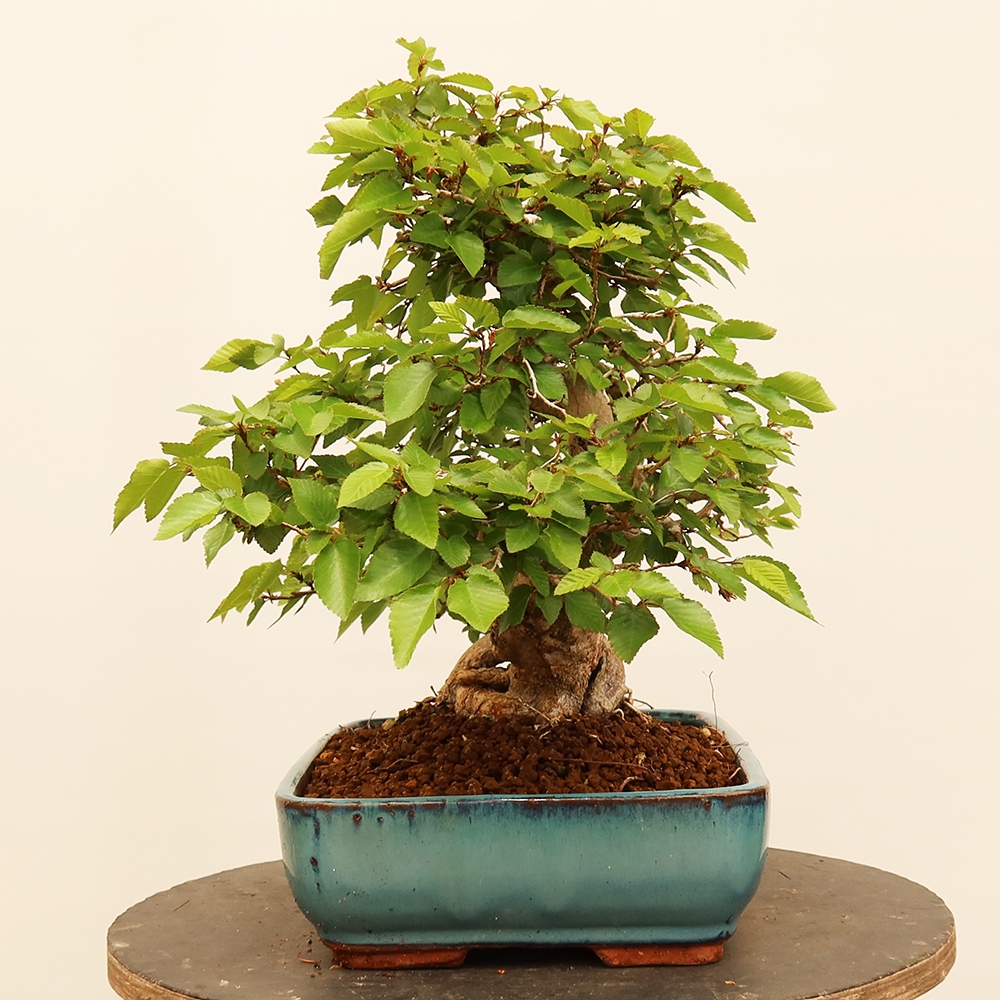 Bonsai im Freien - Carpinus Coreana - Koreanische Hainbuche