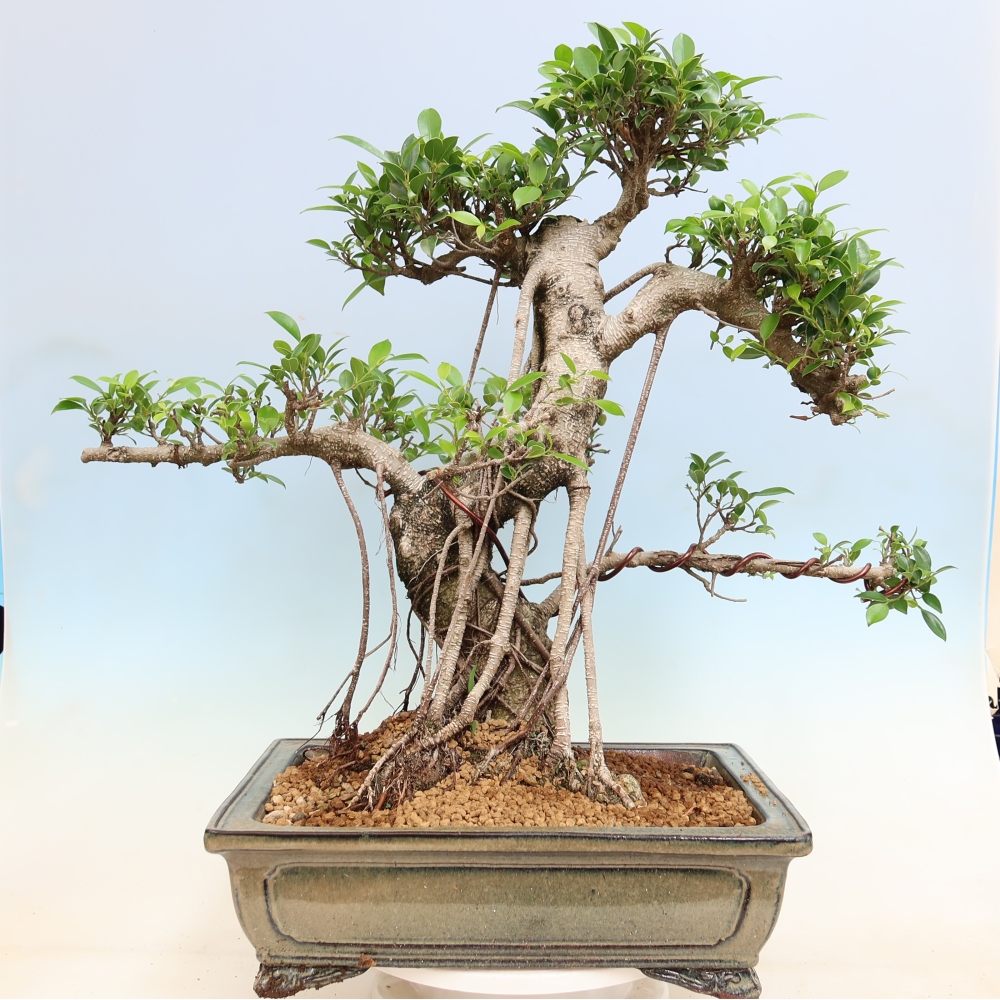 Zimmerbonsai - Ficus kimmen - Kleinblättriger Ficus