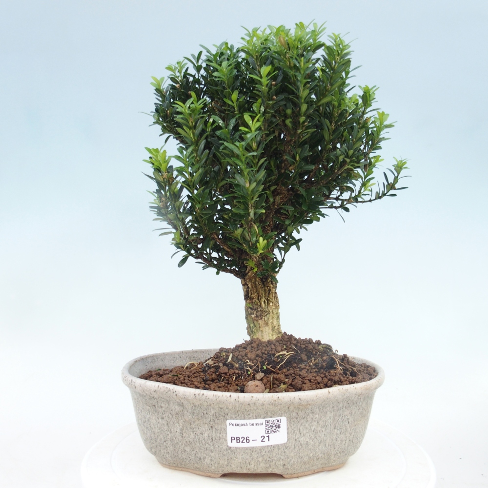 Zimmer Bonsai - Buxus harlandii - Korkbuxus