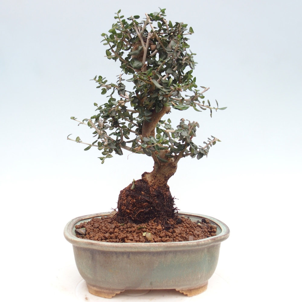 Zimmerbonsai - Olea europaea sylvestris