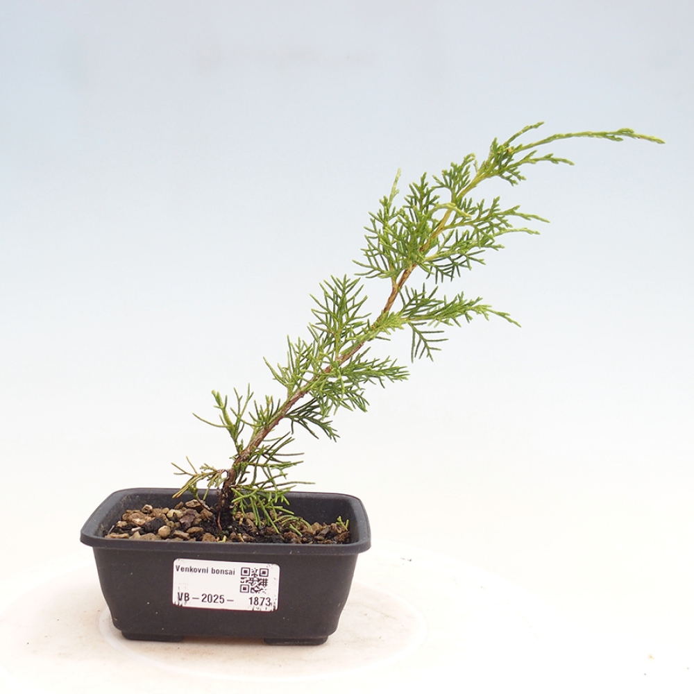 Outdoor bonsai - Juniperus chinensis Itoigawa - Chinese juniper