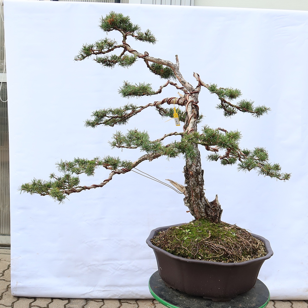 Pinus sylvestris Spanien – Waldkiefer