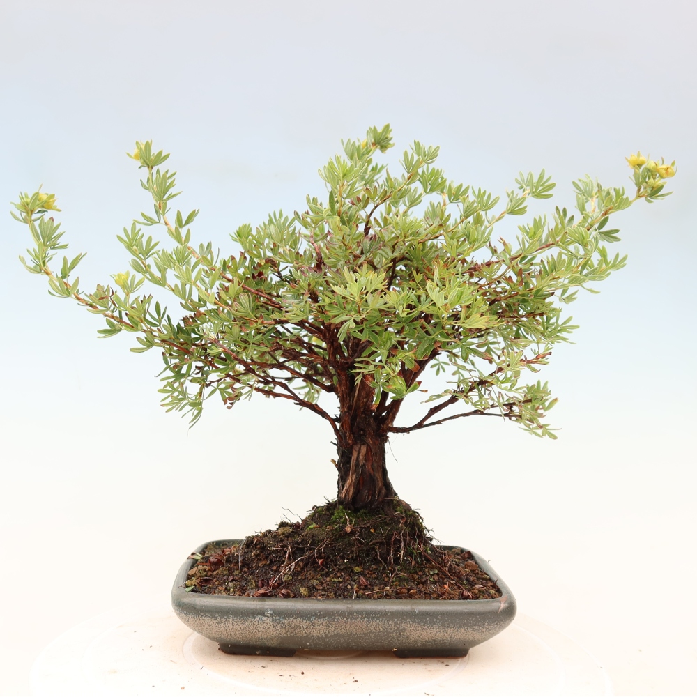 Bonsai für draußen - Potentila fruticosa