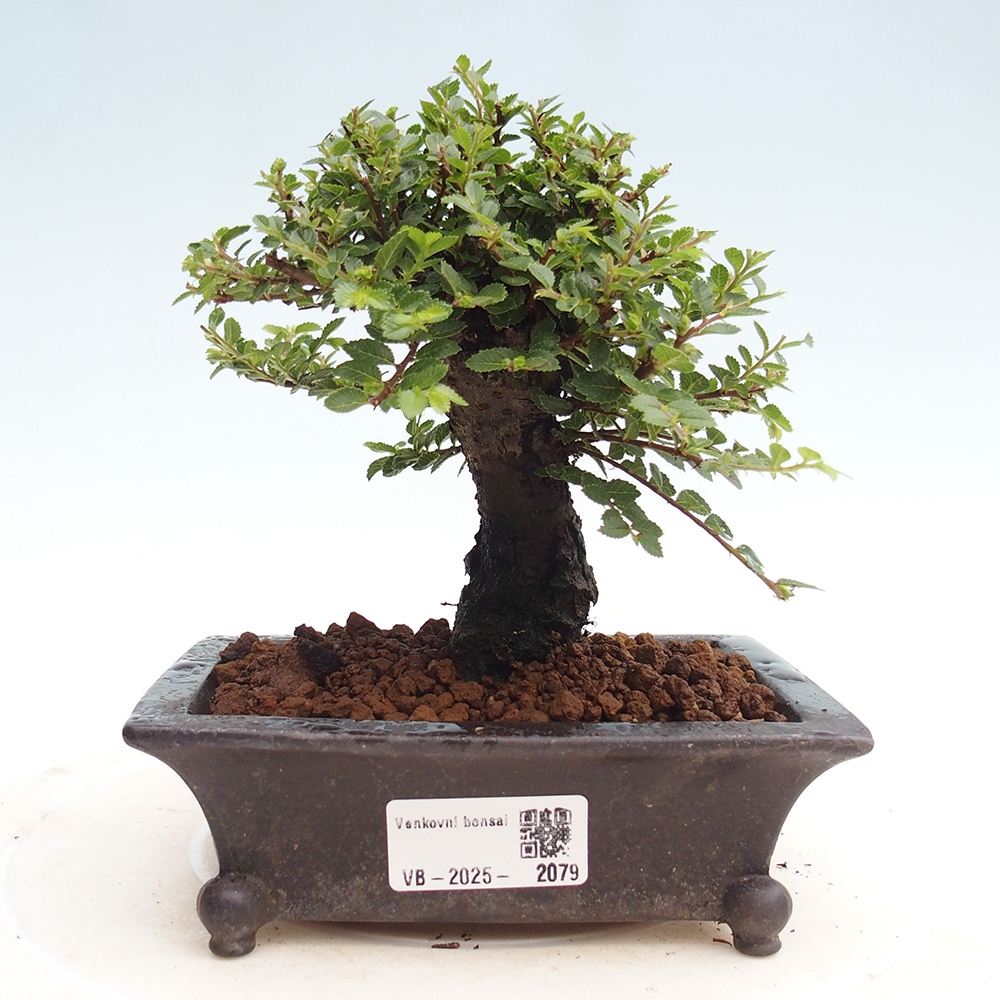 Bonsai im Freien - Ulmus parvifolia Hokkaido - Chinesische Ulme