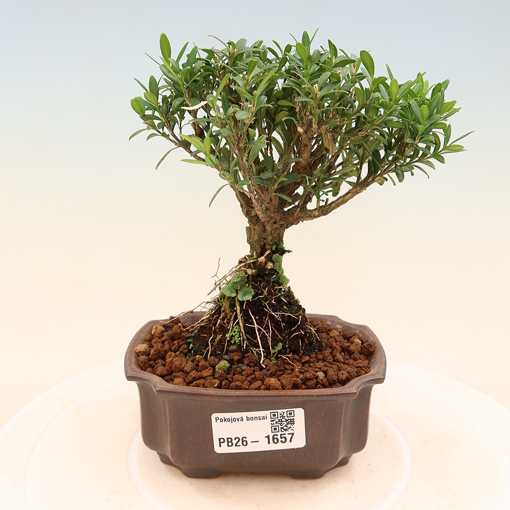 Zimmer Bonsai - Buxus harlandii - Korkbuxus