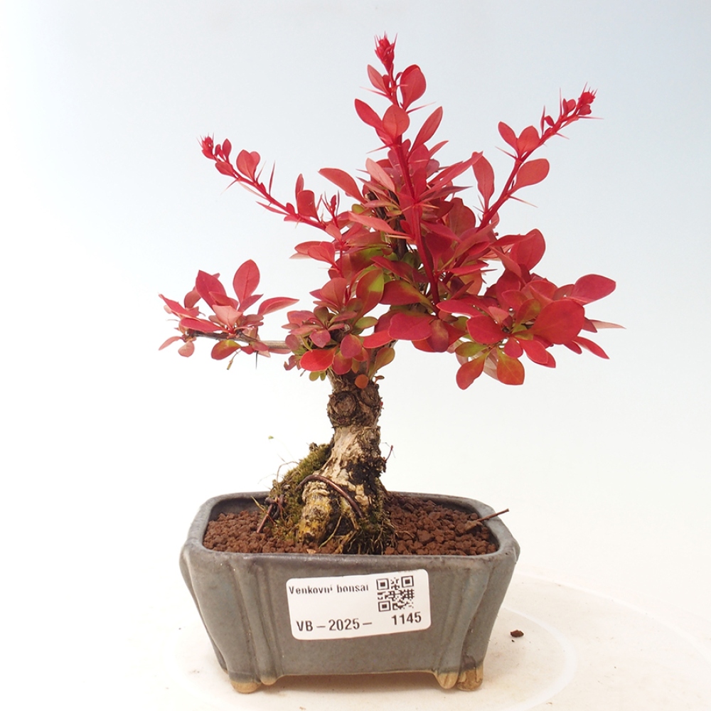 Bonsai im Freien - Berberis thunbergii Kobold - Dřištál Thunberg's