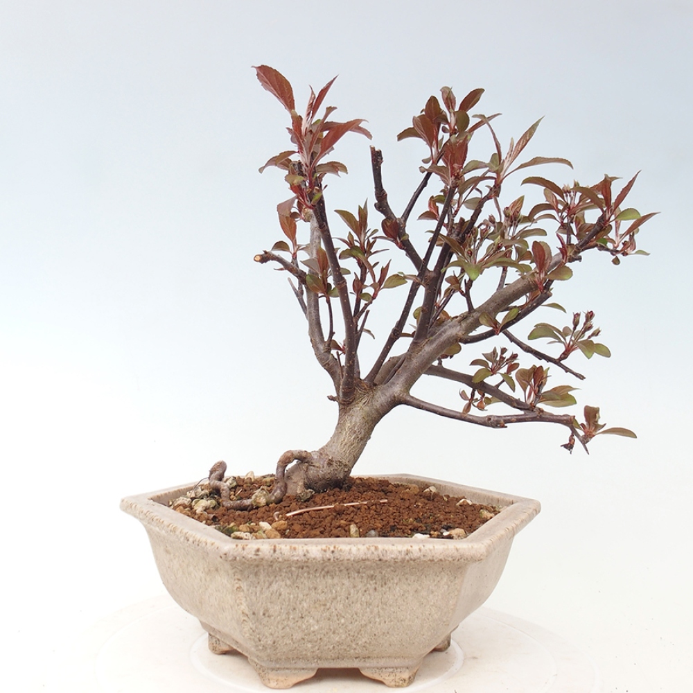 Outdoor-Bonsai -Malus domestica - Kleinfrüchtiger rotblättriger Apfelbaum