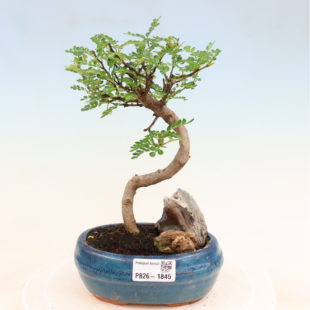 Zimmer Bonsai - Zantoxylum piperitum - Pfefferbaum