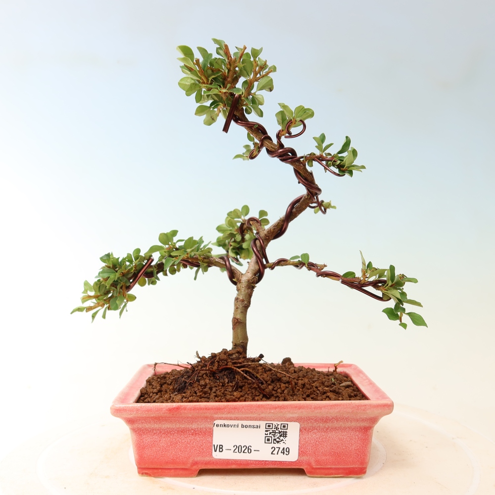 Bonsai für draußen - Cotoneaster horizontalis - Rocky Mountain