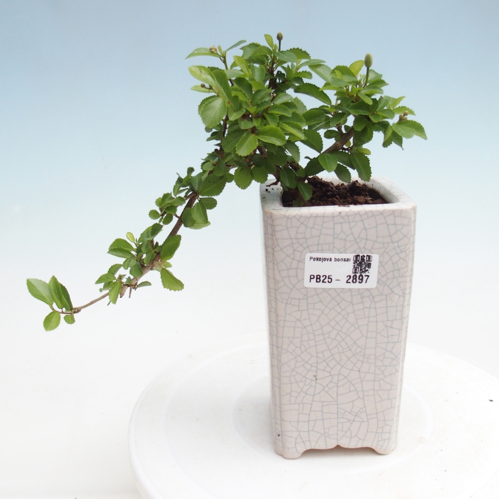 Zimmerbonsai - Grewia occidentalis - Lavendelstern
