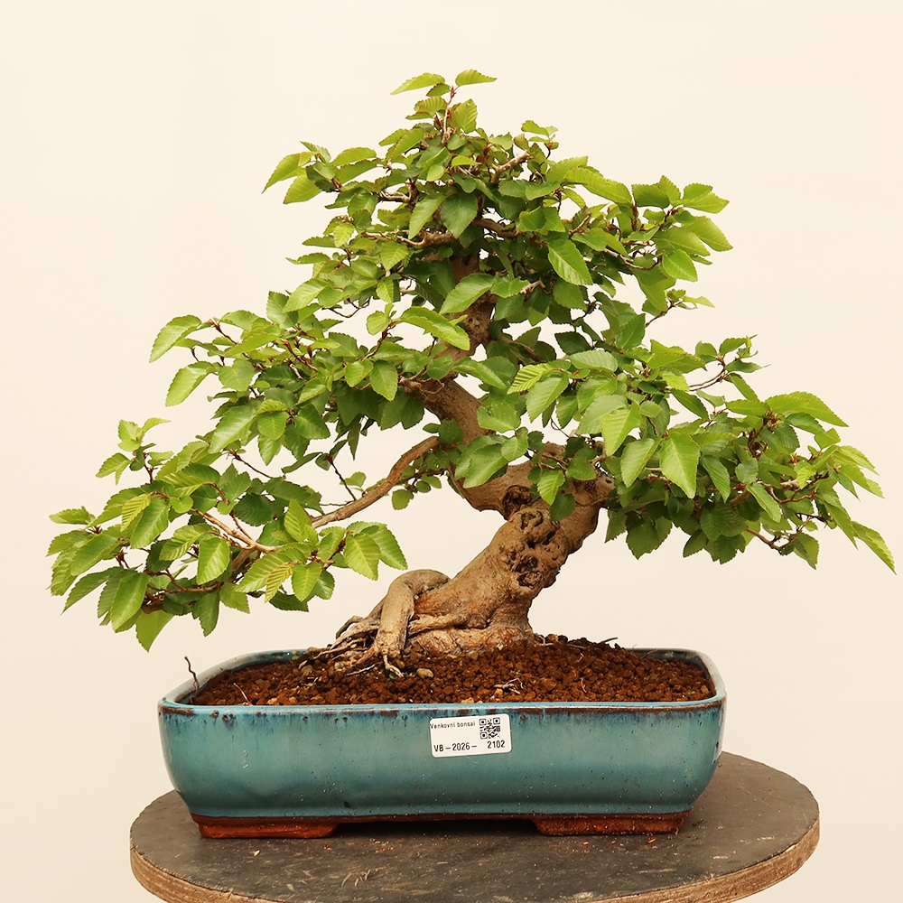 Bonsai im Freien - Carpinus Coreana - Koreanische Hainbuche