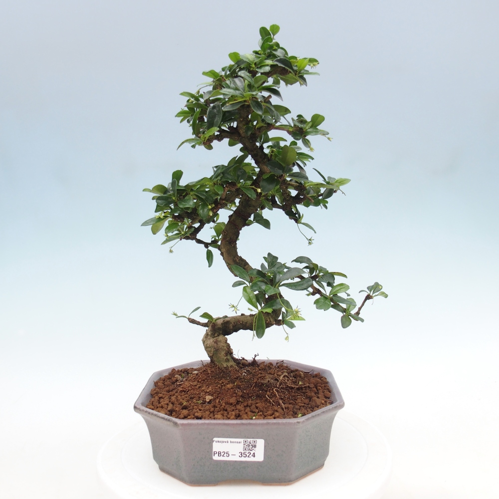 Zimmer-Bonsai - Carmona macrophylla - Tee-Fuki