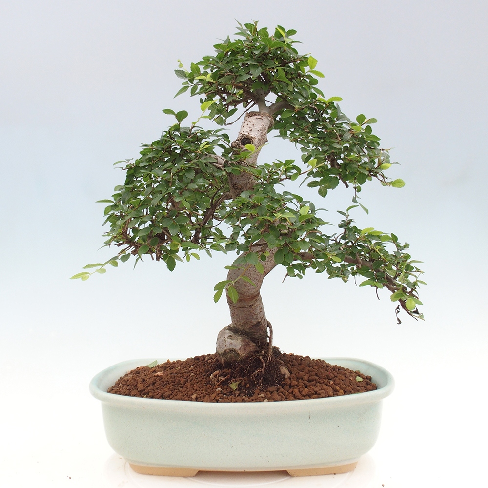 Zimmerbonsai - Ulmus parvifolia - Kleinblättrige Ulme
