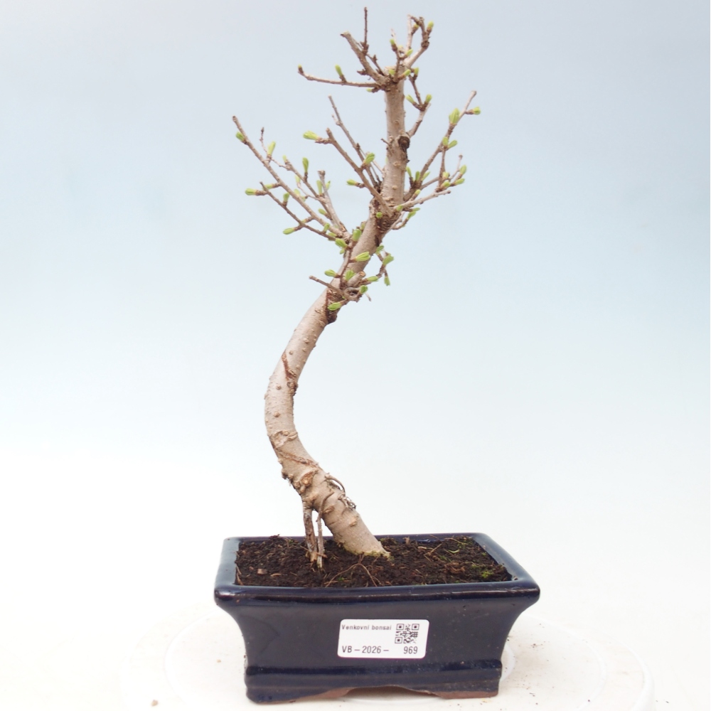 Bonsai für draußen -Pseudolarix amabis-Pseudolarix amabis