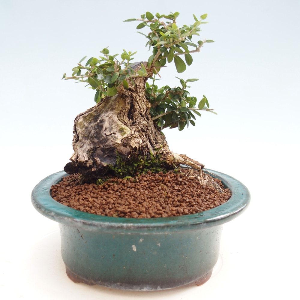 Indoor-Bonsai - Olea europaea sylvestris - Europäisches kleinblättriges Olivenöl