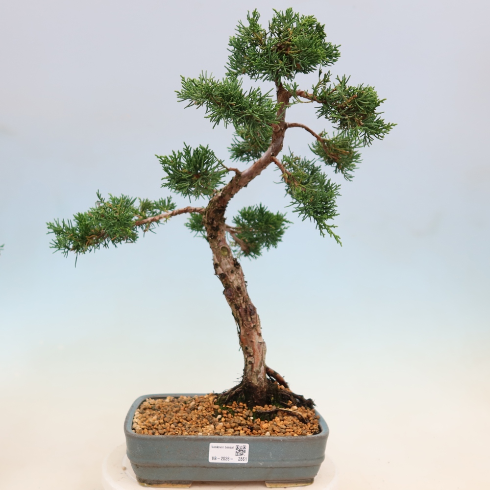 Bonsai für draußen - Juniperus chinensis Kishu