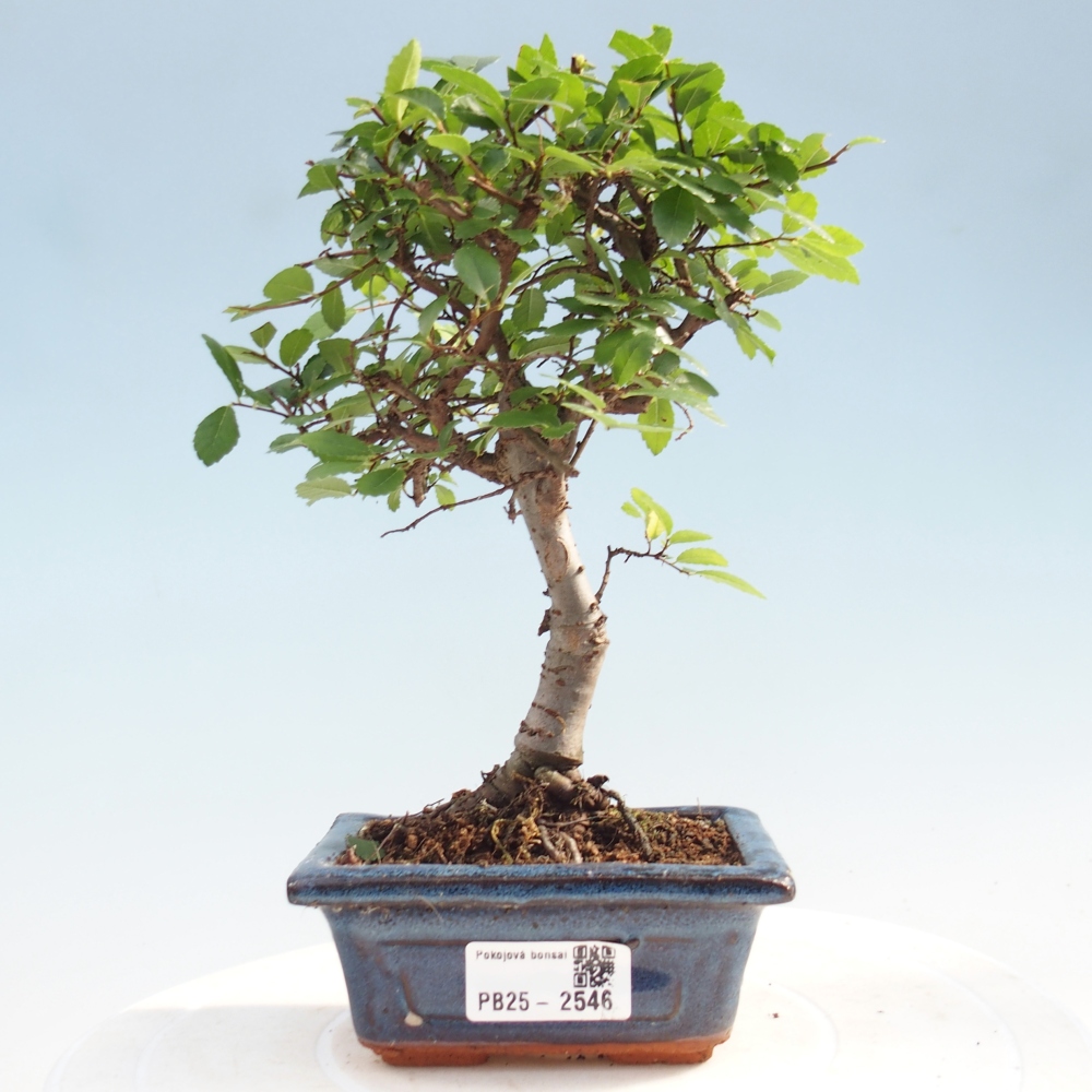 Indoor Bonsai - Ulmus parvifolia - Kleine Blattulme