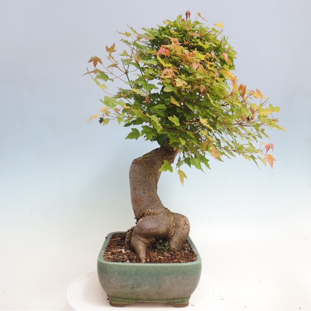 Bonsai im Freien - Ahorn Buergerianum - Burger Maple