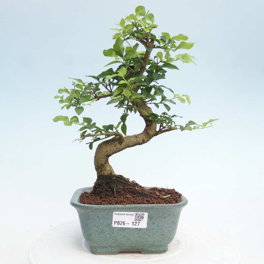 Zimmer Bonsai -Ligustrum chinensis - Vogelschnabel