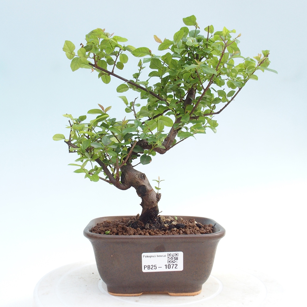 Innenbonsai - Sagerécie Thea - Sagerécie Thea