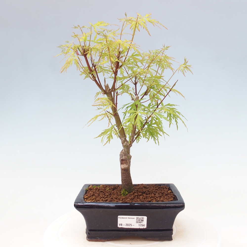 Bonsai im Freien - Acer palmatum Dissectum - japanischer Ahorn 