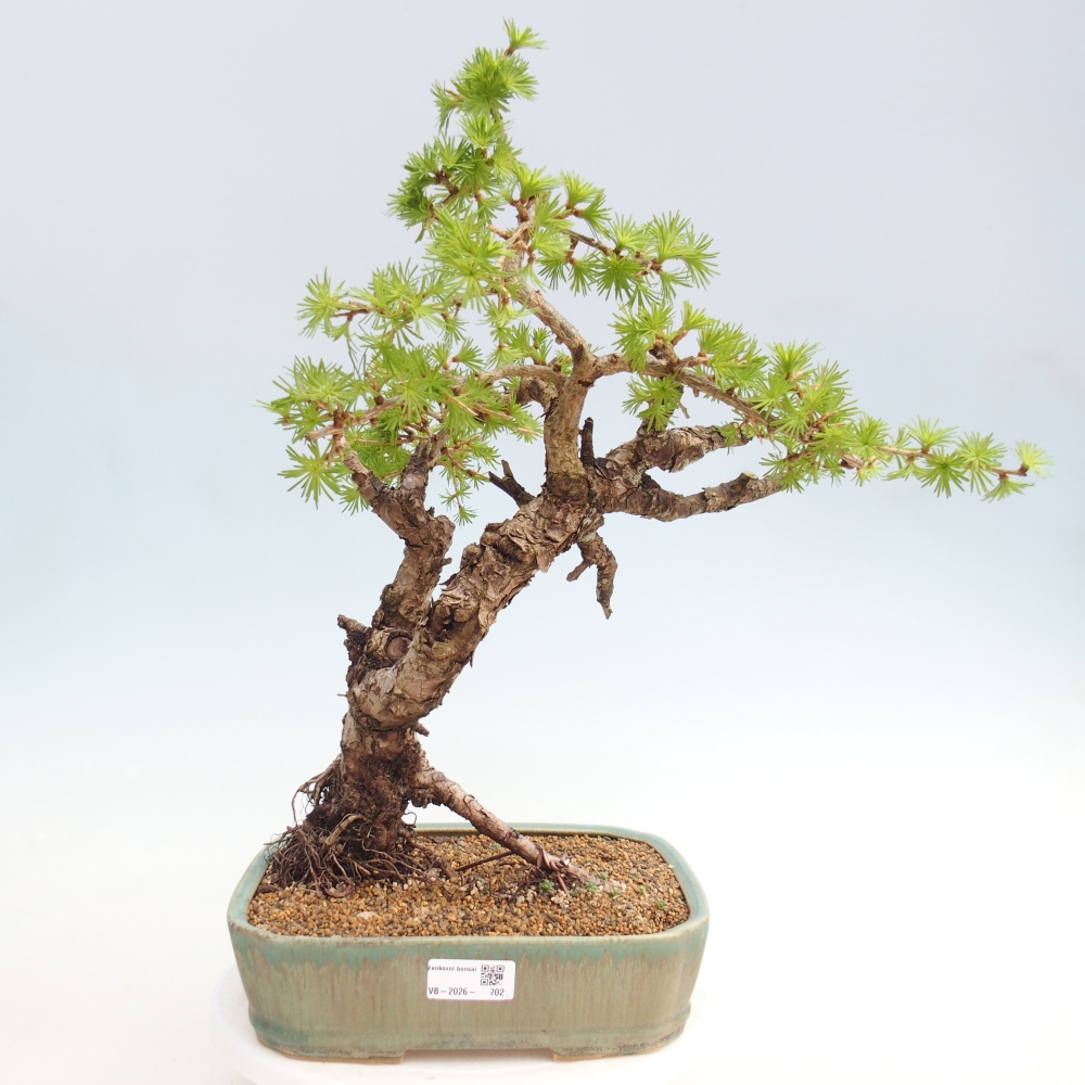 Outdoor-Bonsai -Larix decidua - Lärche - nur Palettentransport