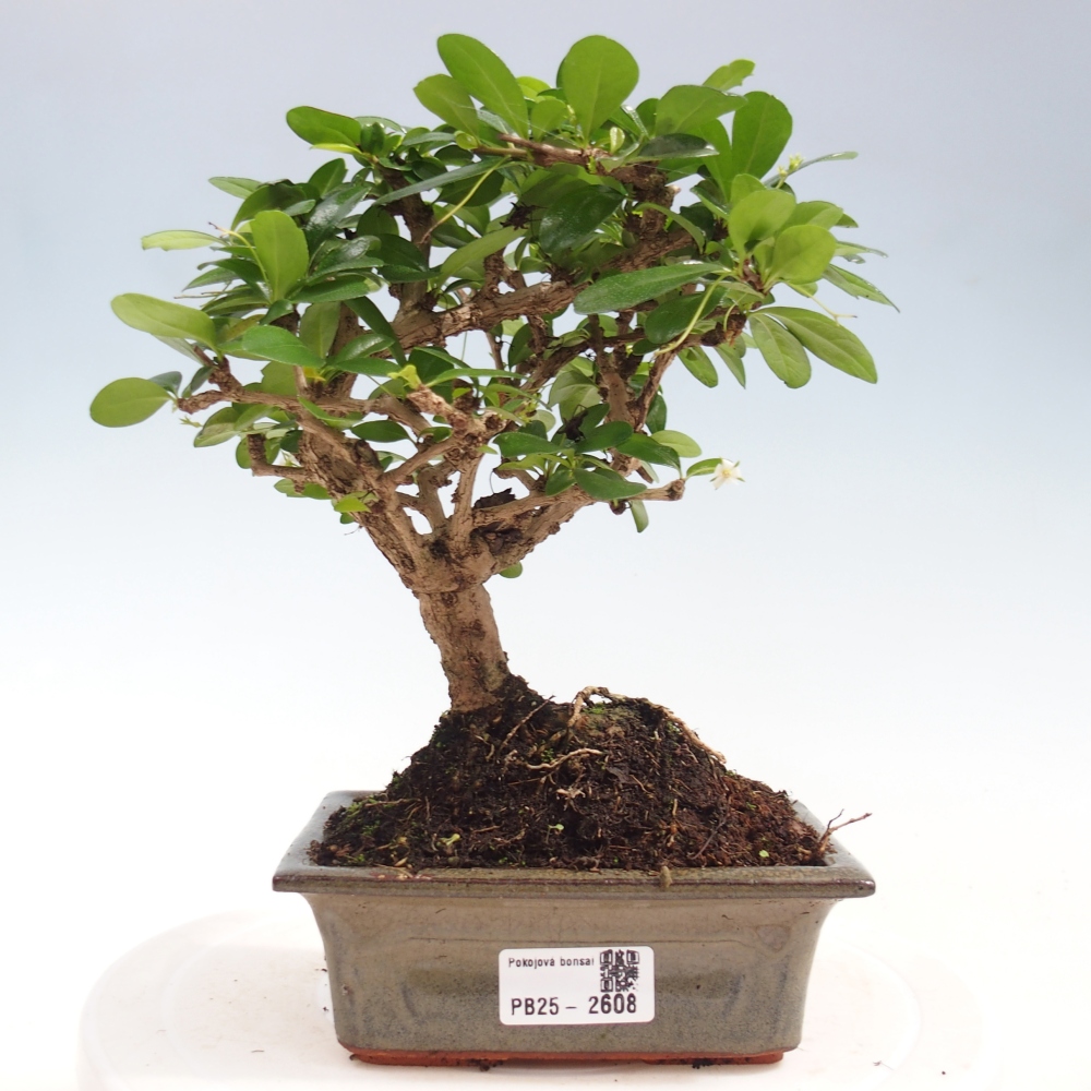 Zimmerbonsai - Carmona Macrophylla - Fuki-Tee
