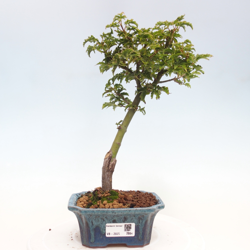 Bonsai im Freien - Acer palmatum Shishigashira-Ahorn