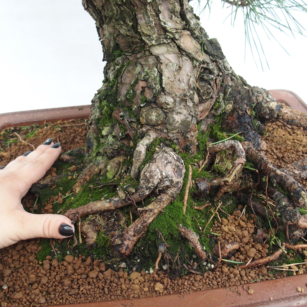 Outdoor-Bonsai - Pinus thunbergii - Thunbergkiefer