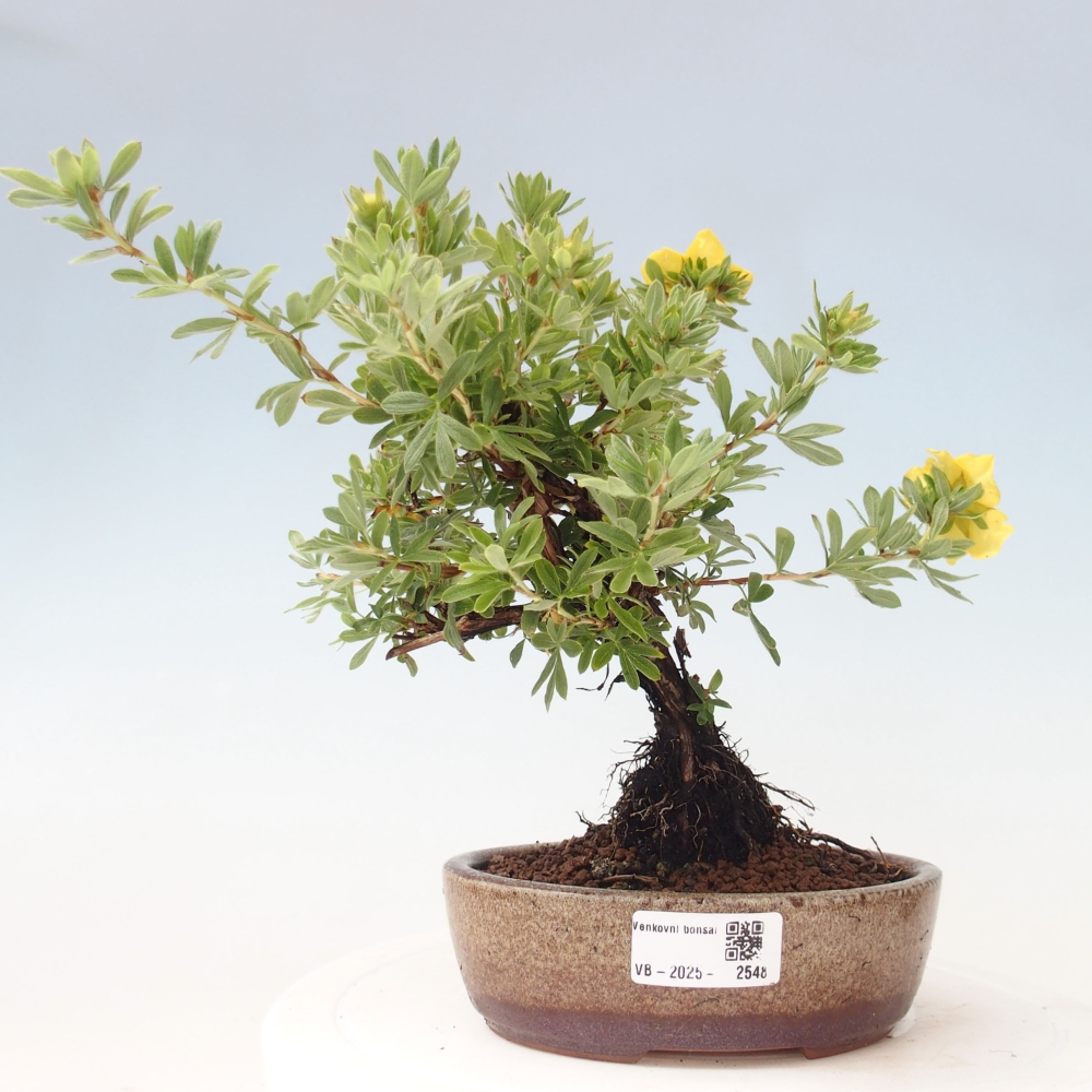 Outdoor-Bonsai-Fingerkraut - Potentila fruticosa gelber Vogel