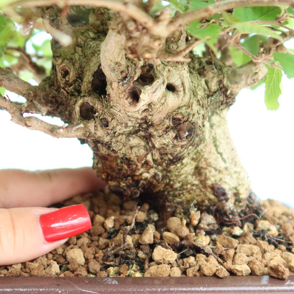 Bonsai für draußen - Karpinus Coreana - Koreanische Hainbuche