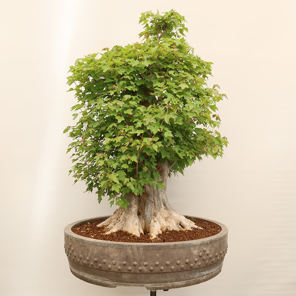 Bonsai für draußen - Ahorn Burger - Acer Burgerianum