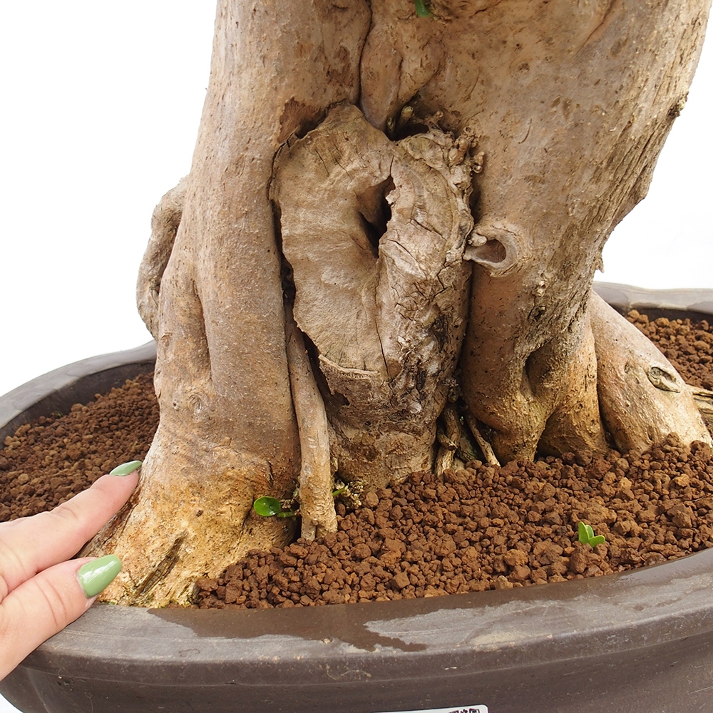 Zimmerbonsai - Premna serratifolia - Kozlovon kleinblättrig